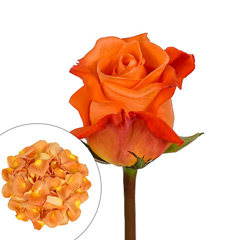 Roses and Petals Combo Box, 75/2,000 pk. - Orange