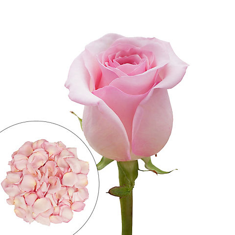 Roses and Petals Combo Box, 75/2,000 pk. - Light Pink