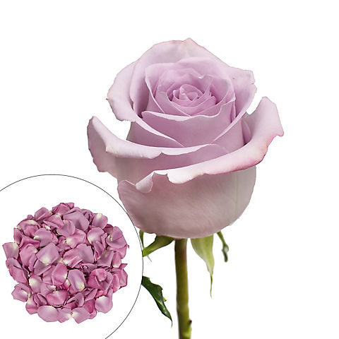 Roses and Petals Combo Box, 75/2,000 pk. - Lavender