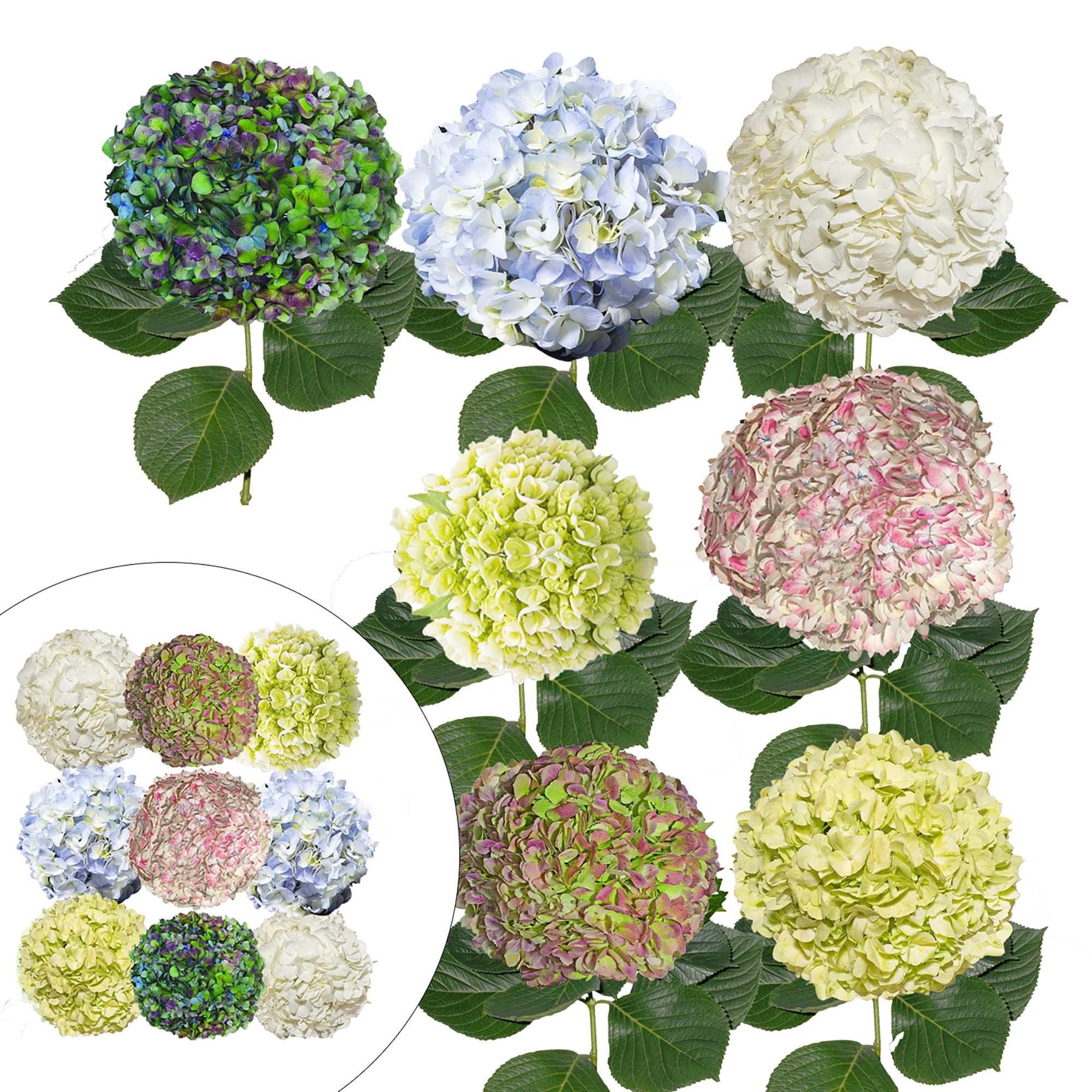 Hydrangea Appliance Covers