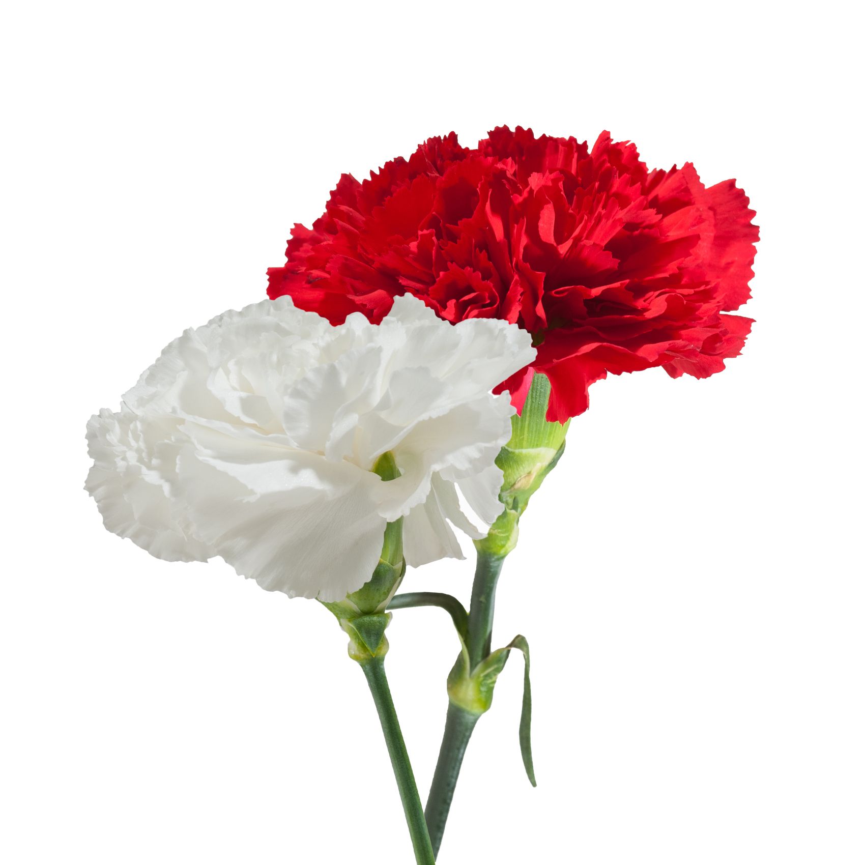 Carnation Wedding Assortment, 100/100 Stems - White, Lavender