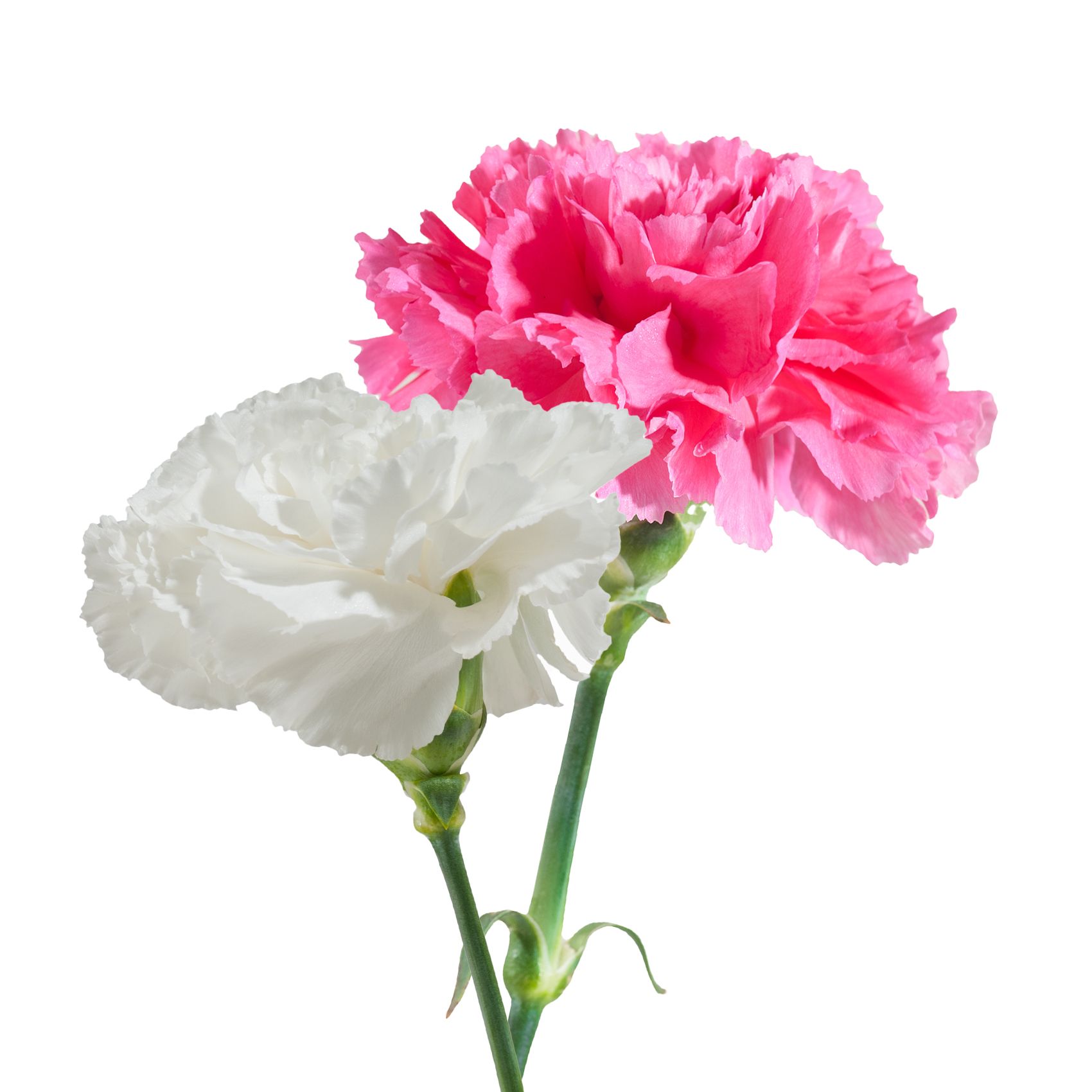 Carnation Wedding Assortment, 100/100 Stems - White, Hot Pink