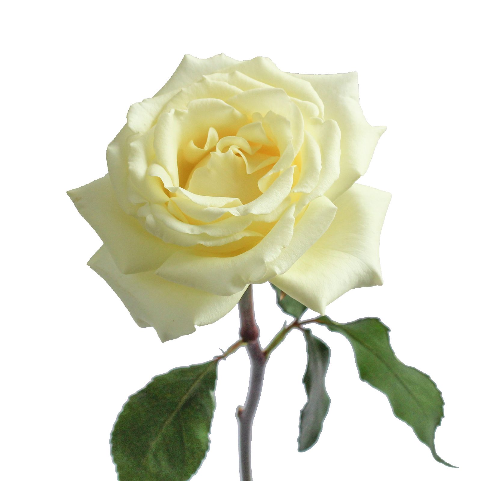 White Garden Roses 36 Stems Bjs Wholesale Club