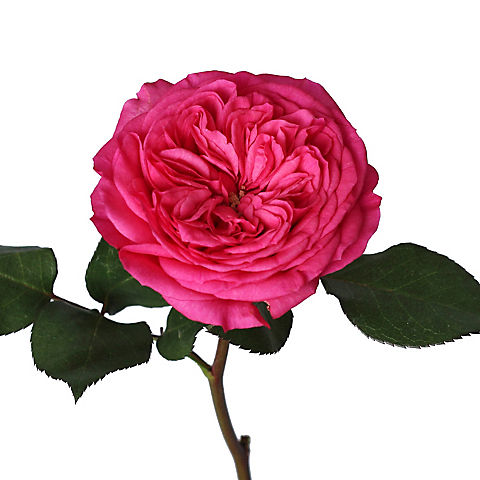 Hot Pink Garden Roses, 36 Stems