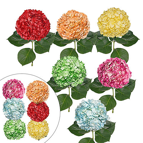 Spring Color Hydrangeas, 26 Stems
