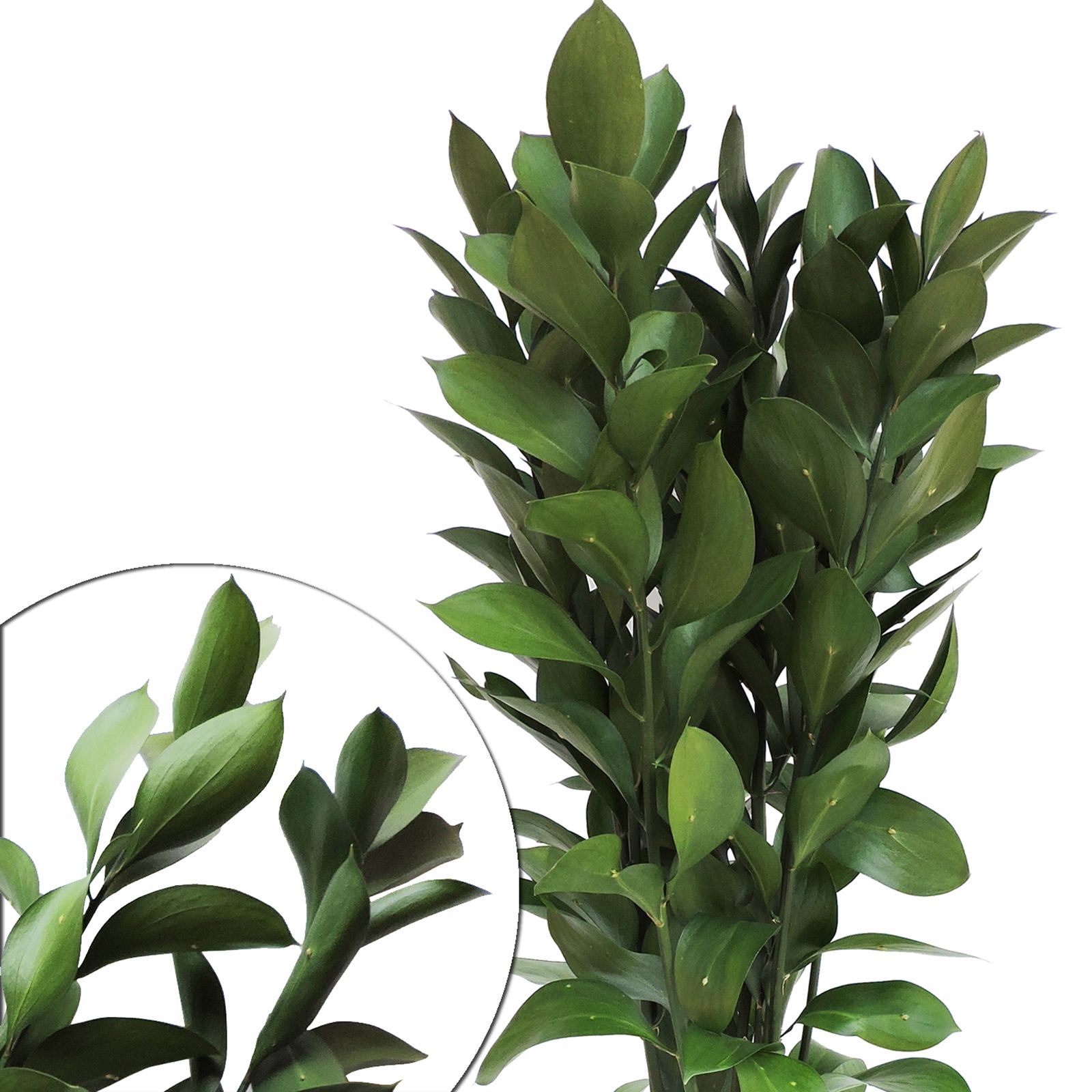 Isreali Ruscus, 200 Stems