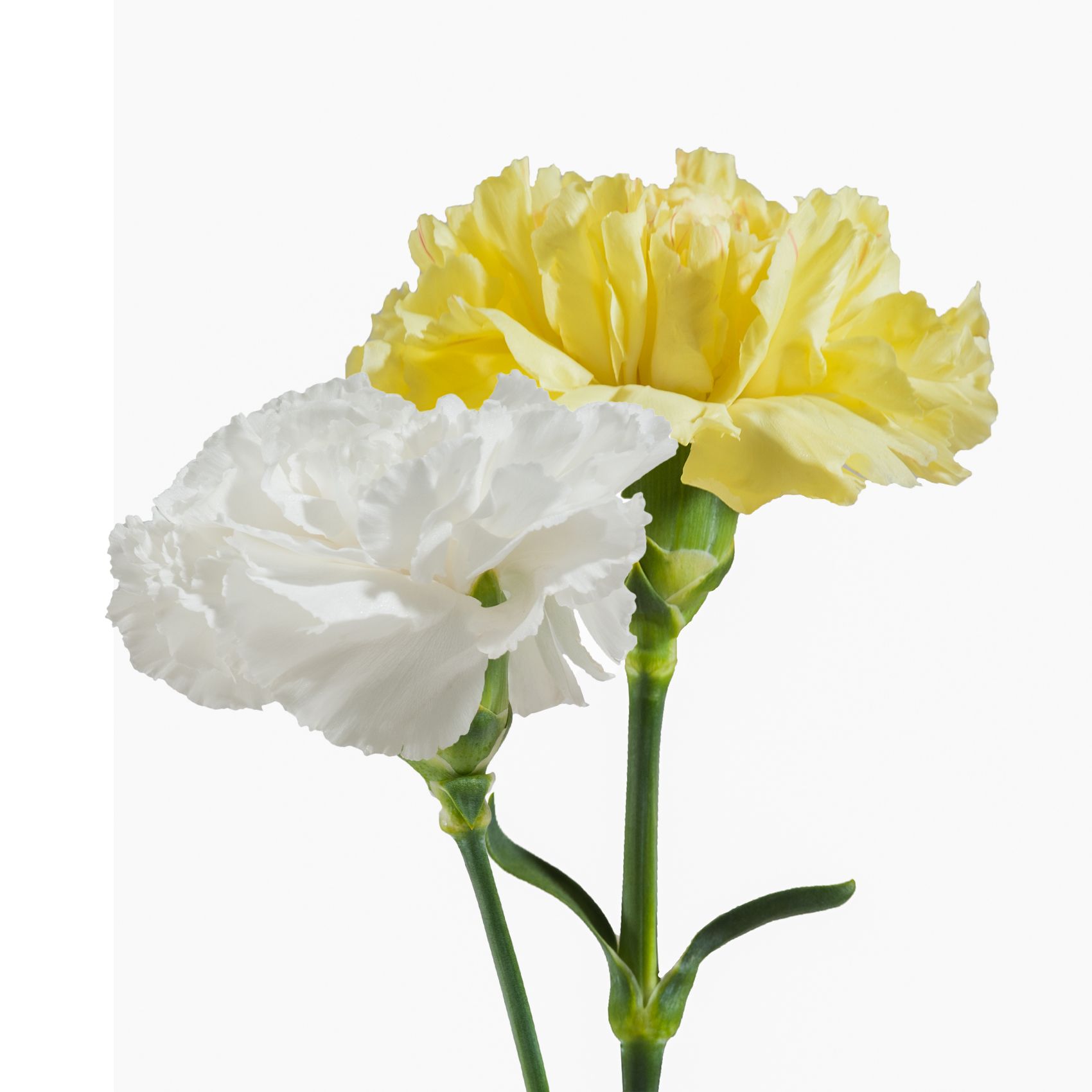 Yellow Carnation Flower