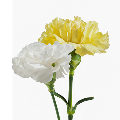 White and Yellow Carnations, 200 Stems