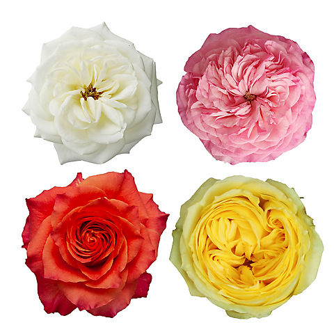Assorted Color Garden Roses, 50 Stems