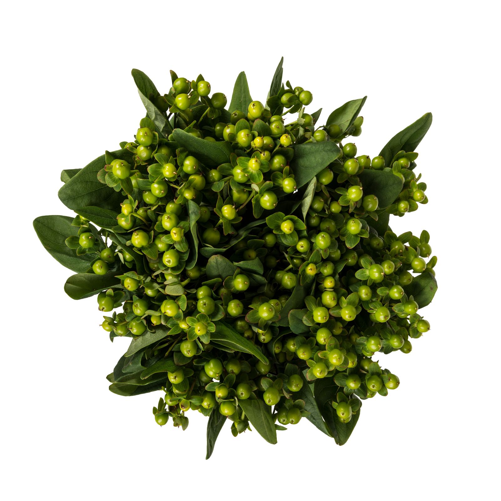 Green Hypericum Berries