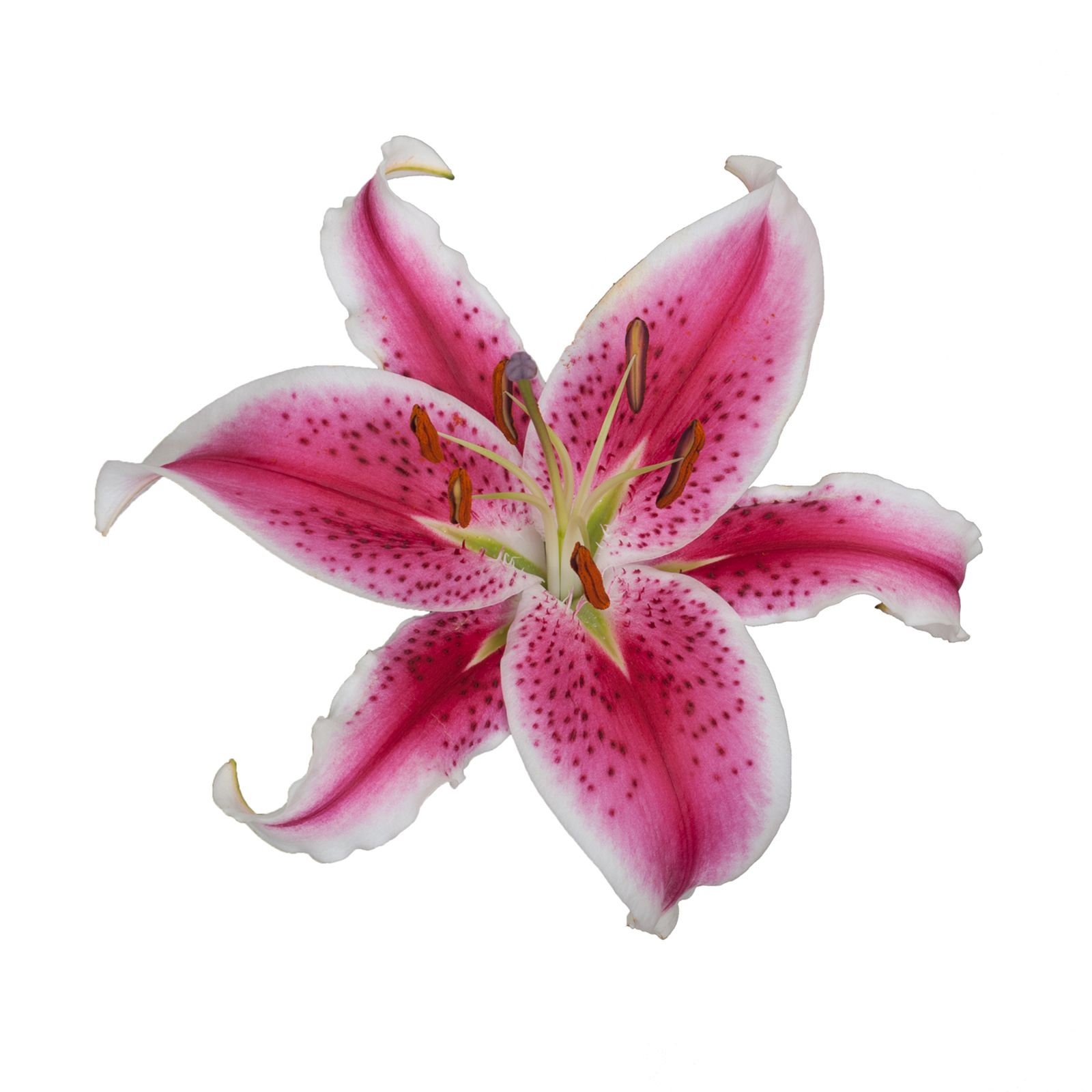 Starfighter Oriental Lilies, 60 Stems