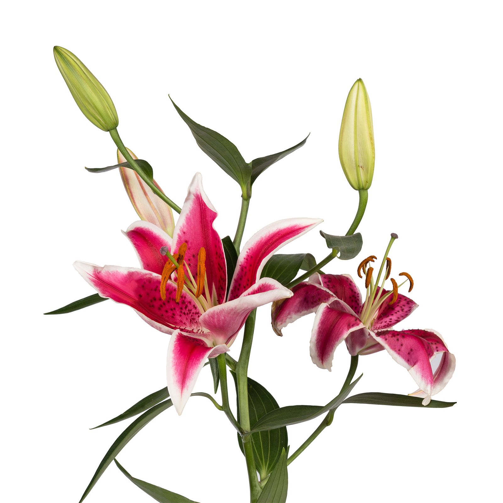 Starfighter Oriental Lilies, 60 Stems