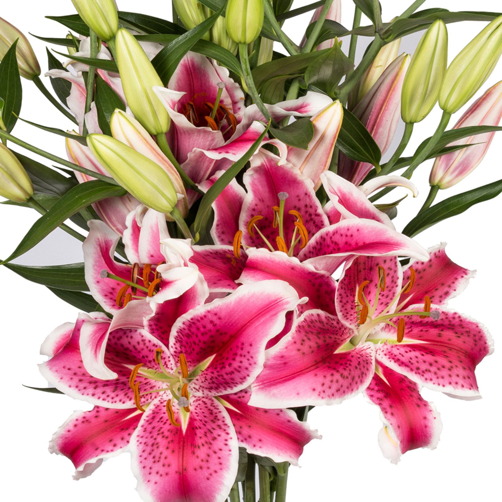 Starfighter Oriental Lilies, 60 Stems