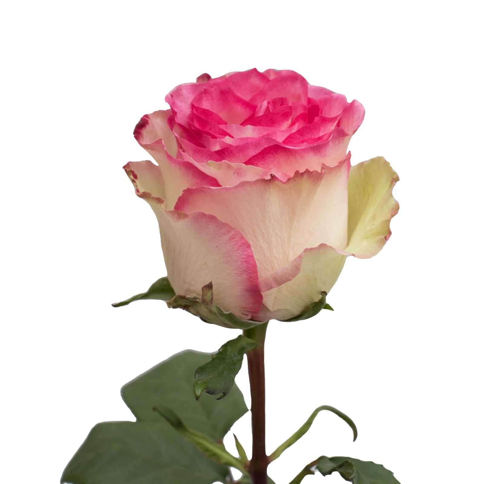 White/Pink Bicolor Roses, 125 Stems