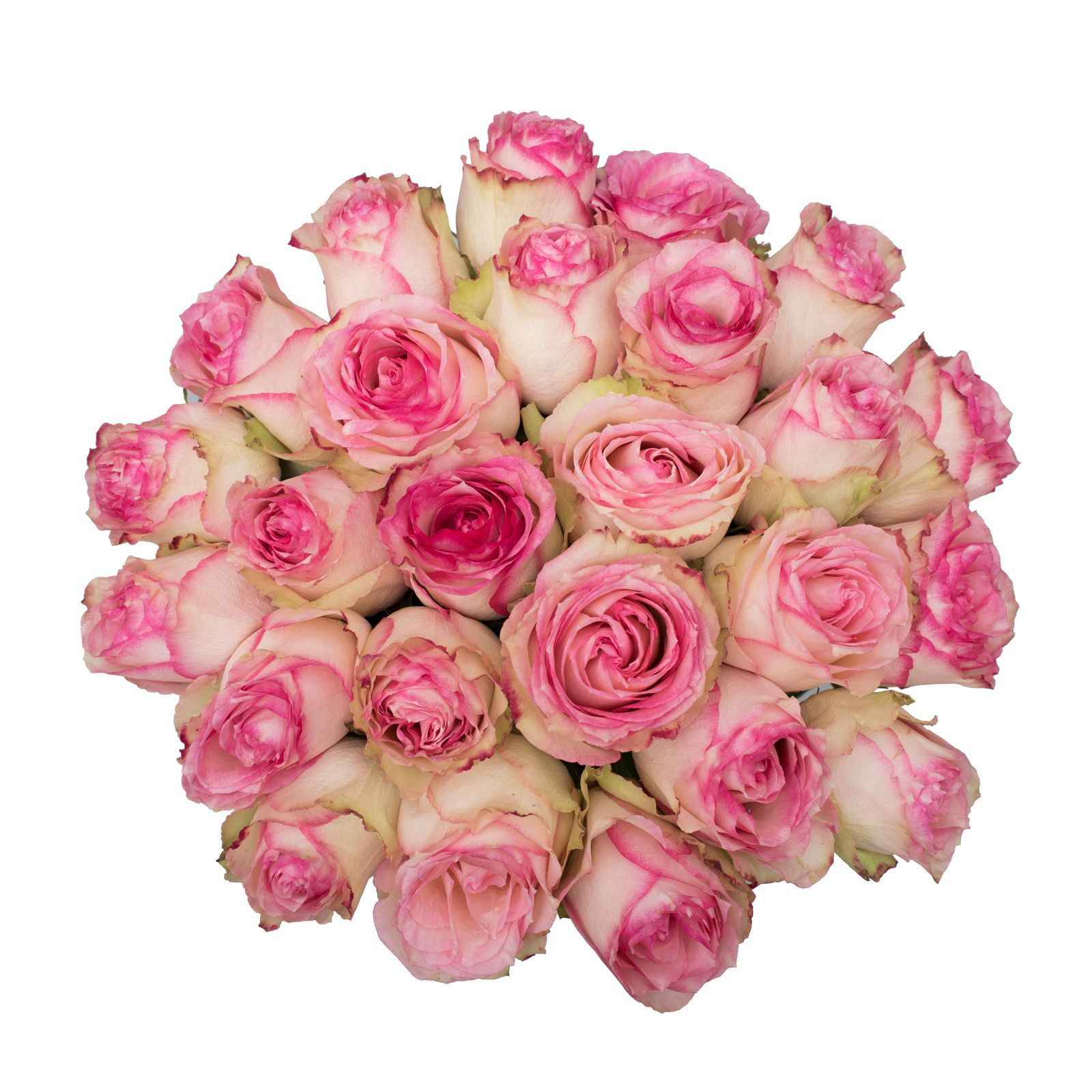 White/Pink Bicolor Roses, 125 Stems