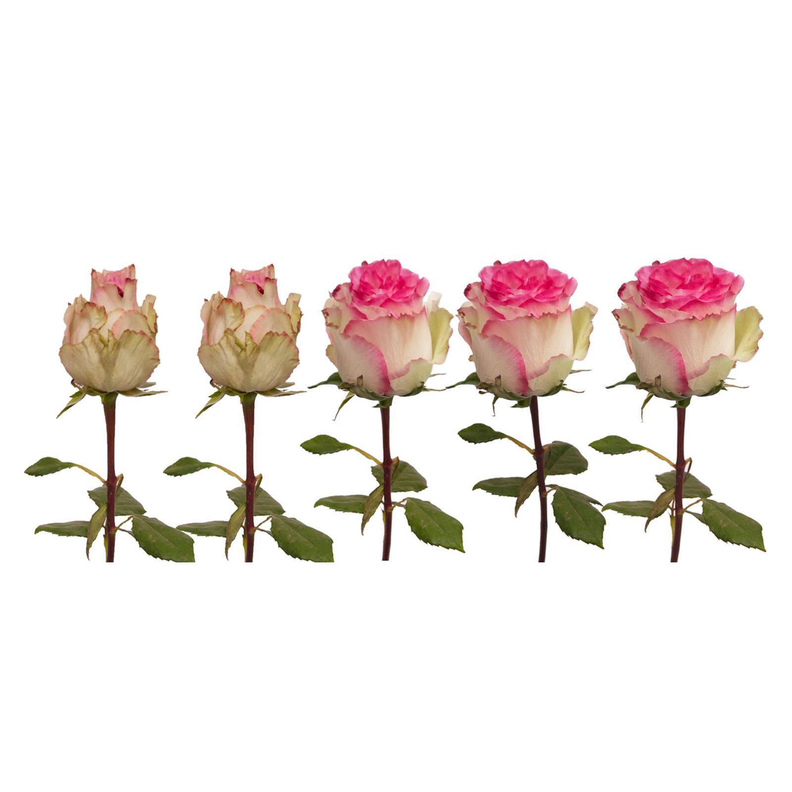White/Pink Bicolor Roses, 125 Stems