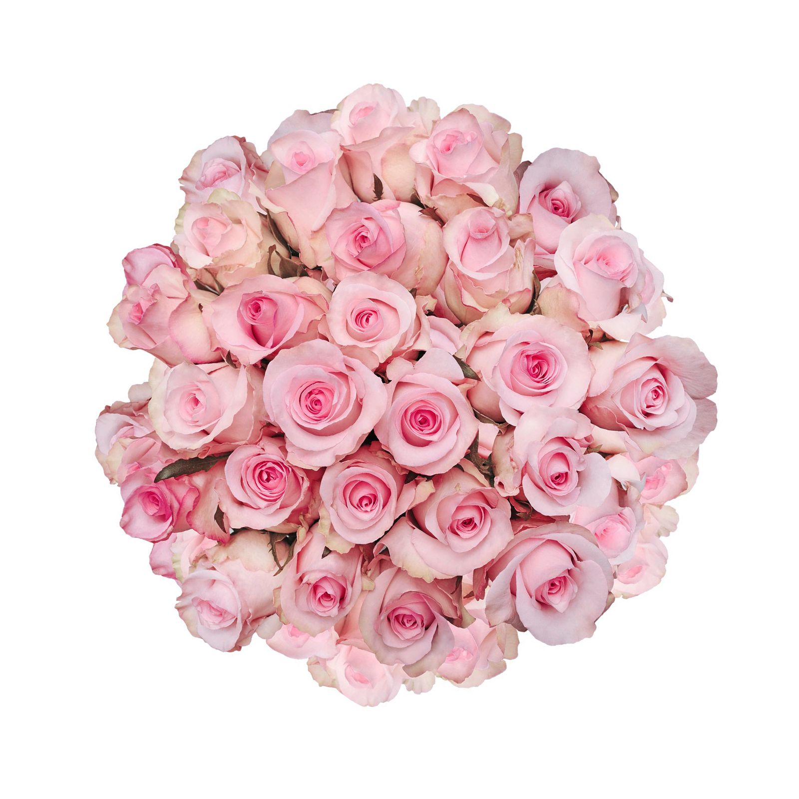 Light Pink Roses, 125 Stems