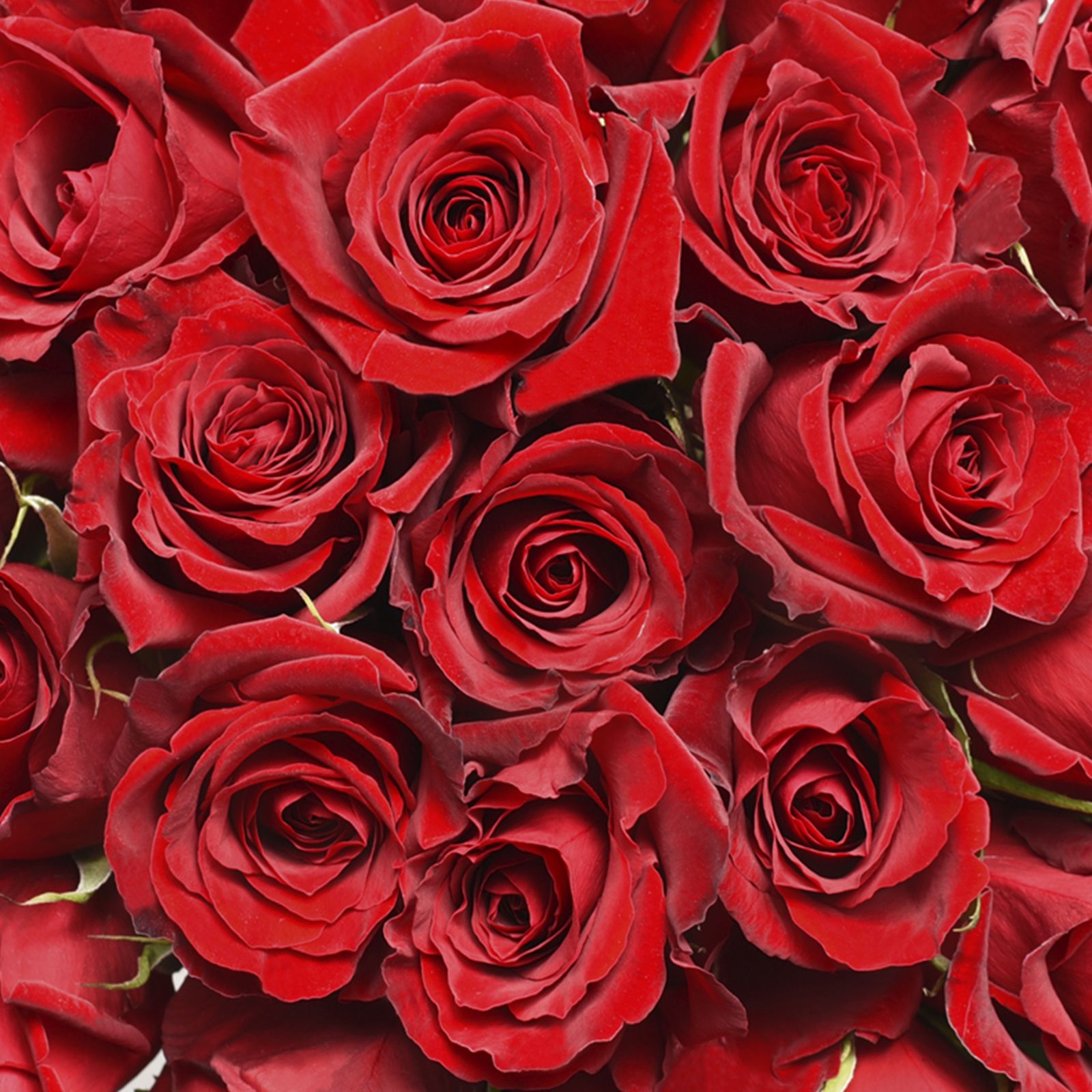 Red Roses