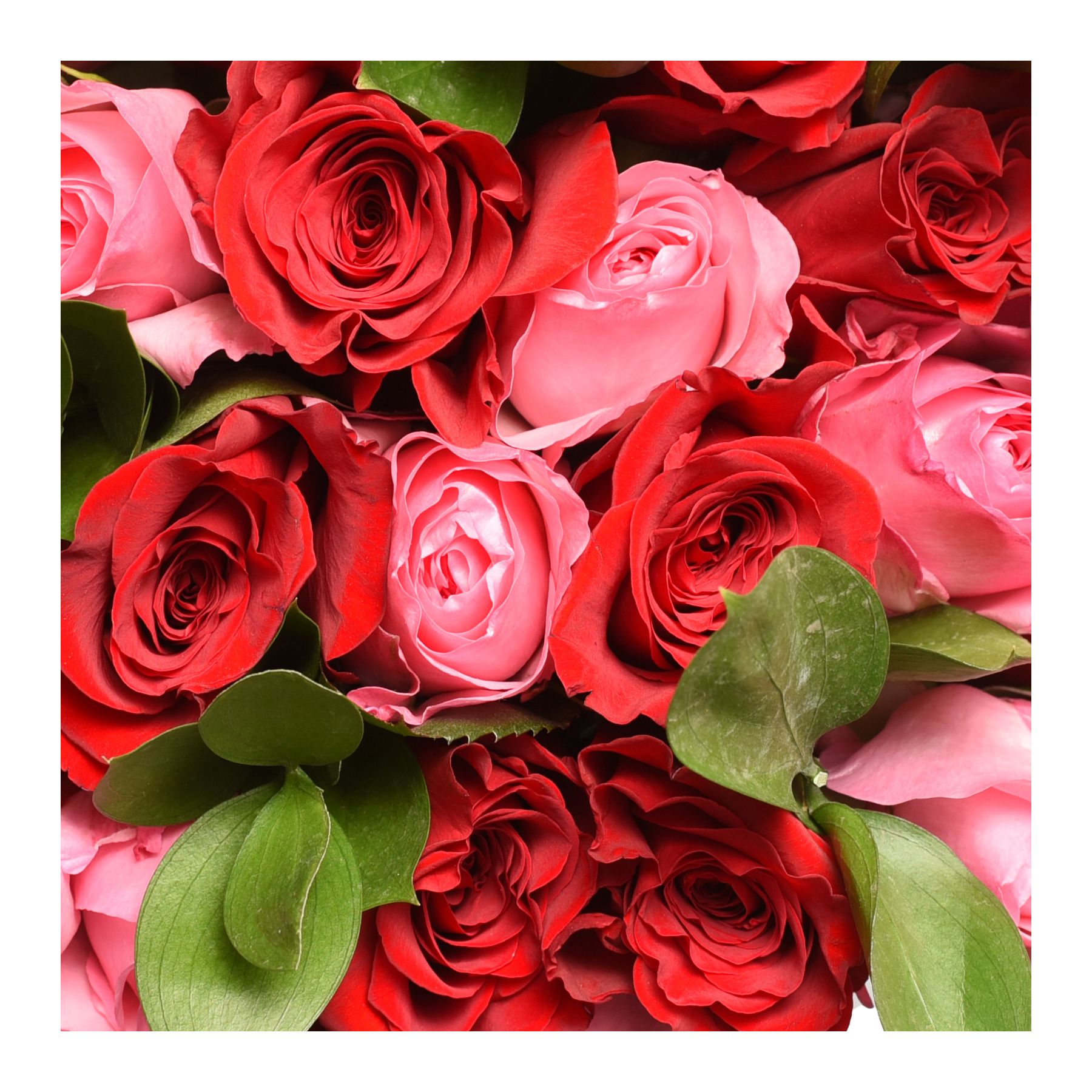 Red & Pink Rose Bouquet, 24 Stems