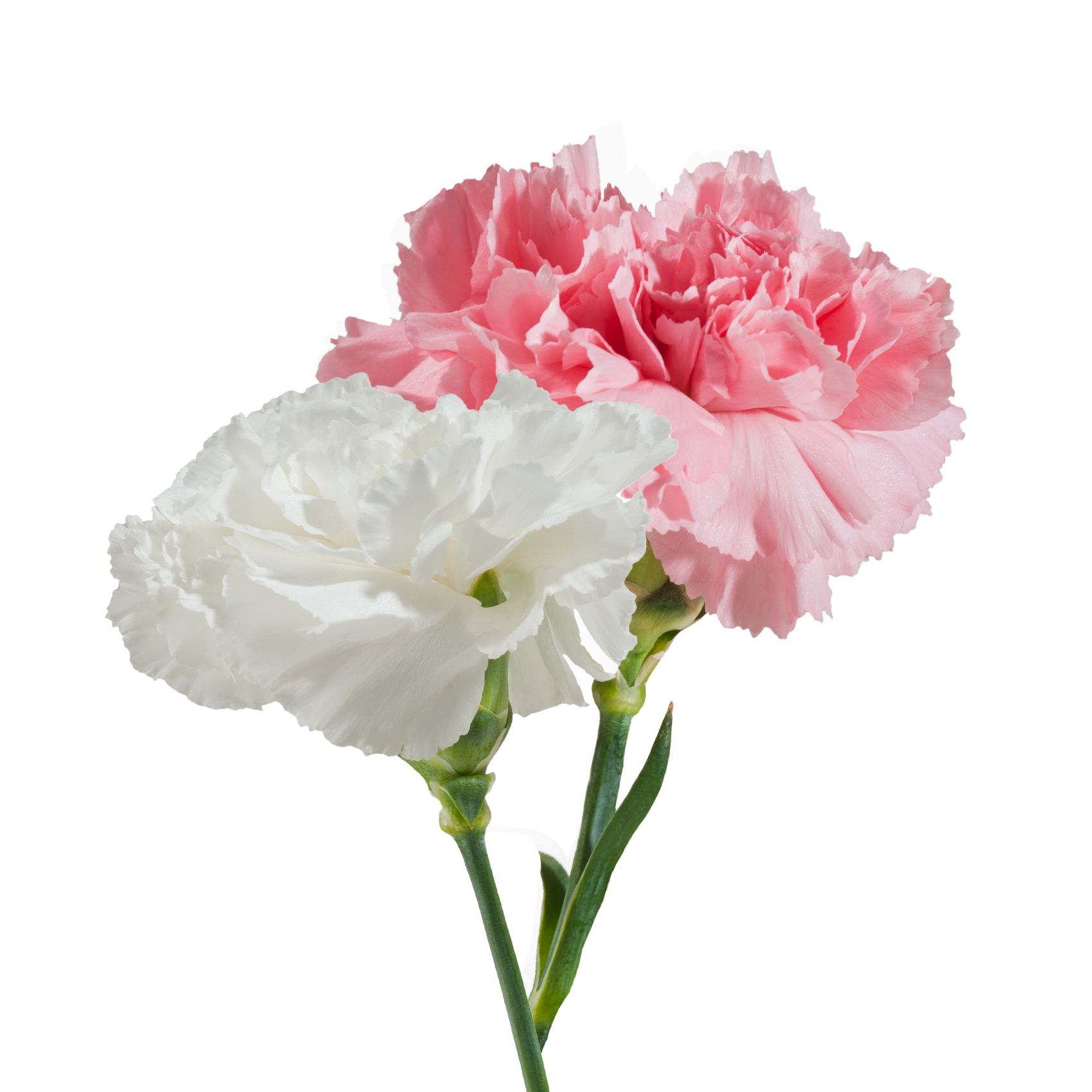 Carnation Standard 25 stem bu.