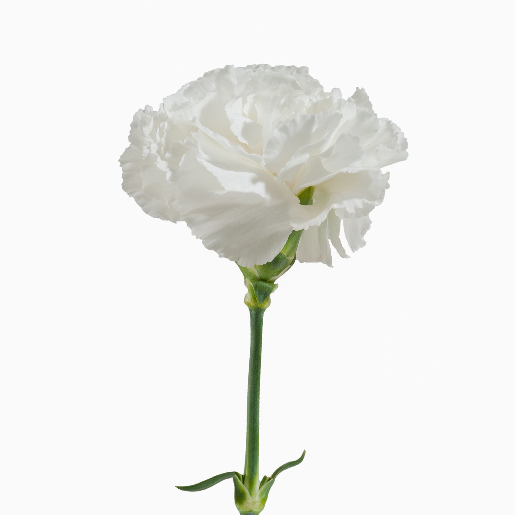 Carnation Wedding Assortment, 100/100 - White, Light Pink