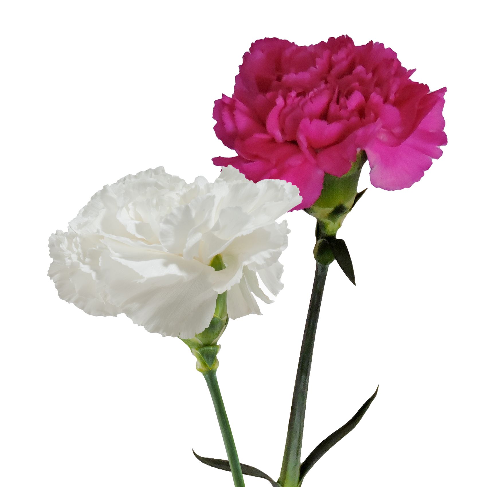 Carnation White 25 stems per bunch