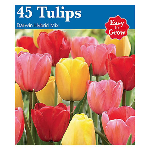 GSB Tulip and Daffodil Bulbs for Spring Bloom - Assorted