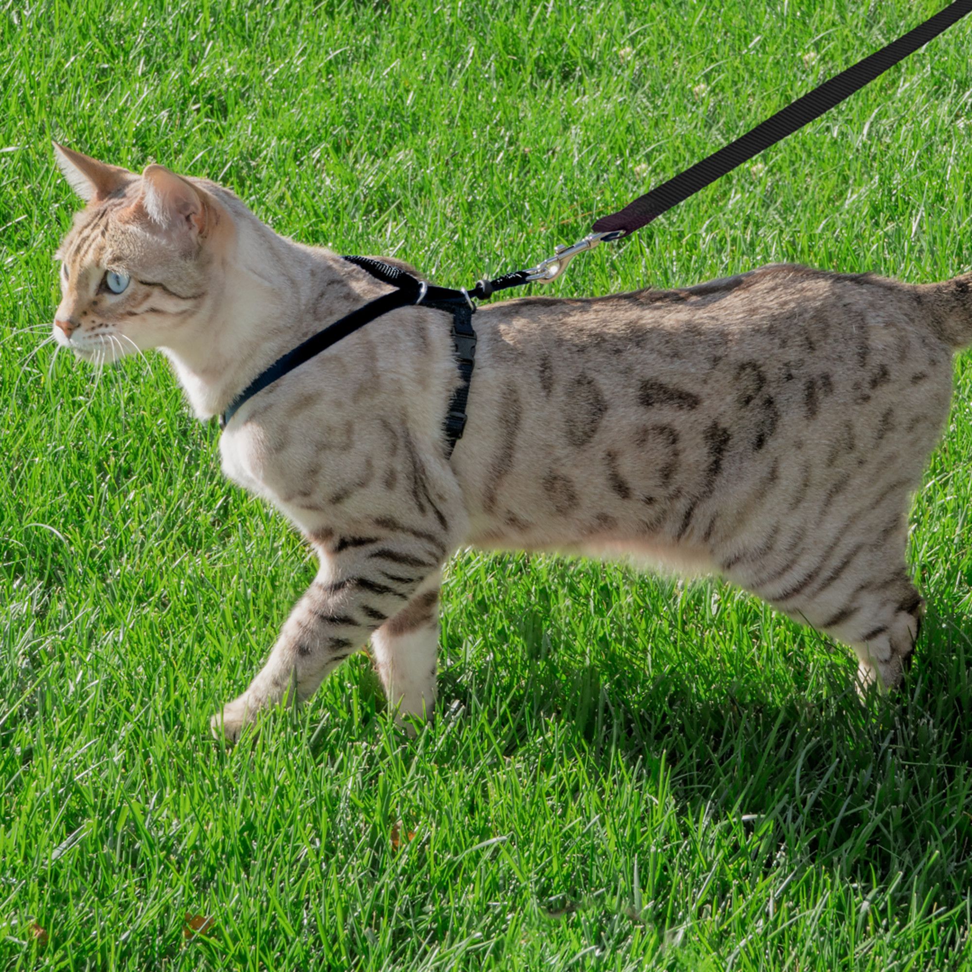 Premier Pet - Zip Automatic Laser Cat Toy