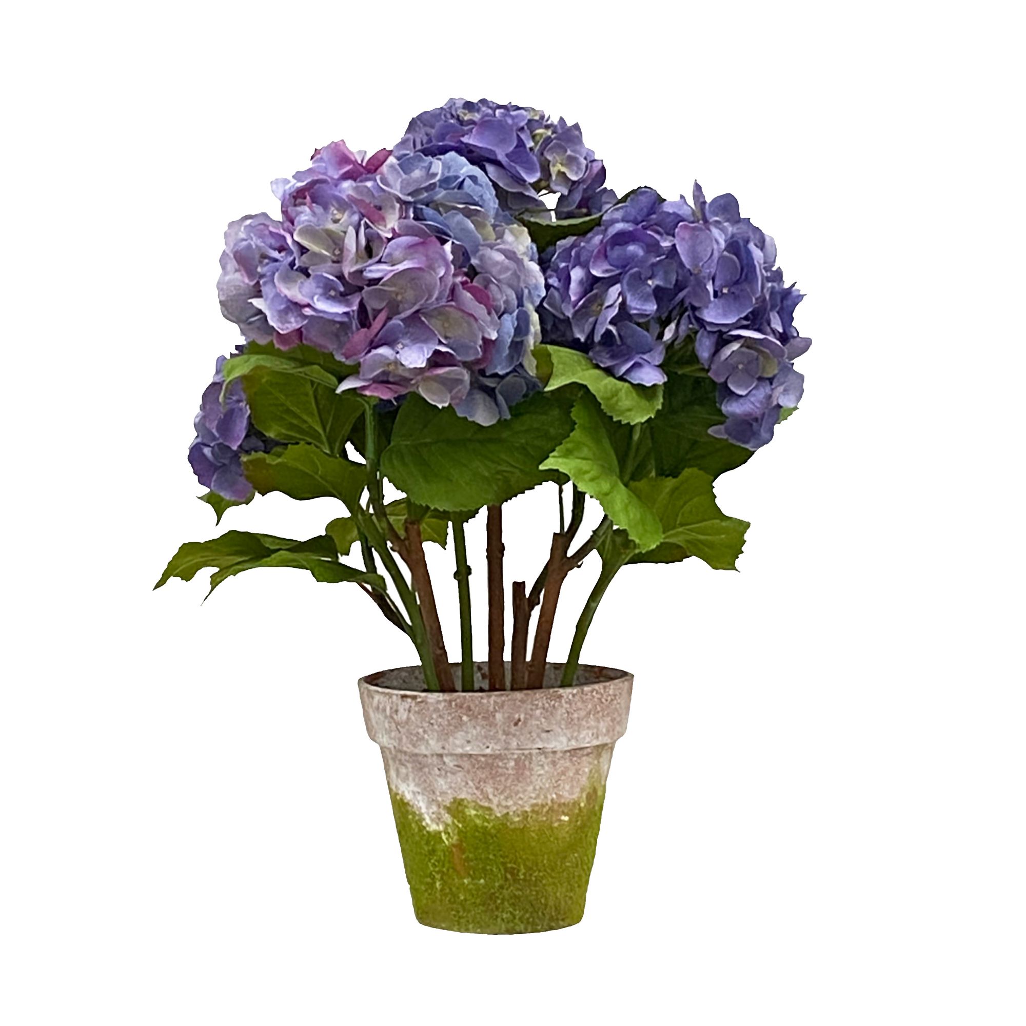 DRIED HYDRANGEA - PURPLE / BLUE