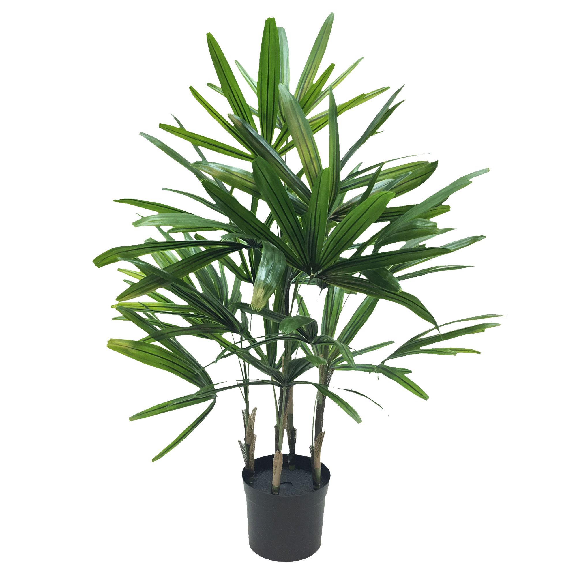 Palms of Paradise - Check Out Our Wholesale Price List ﻿Here﻿