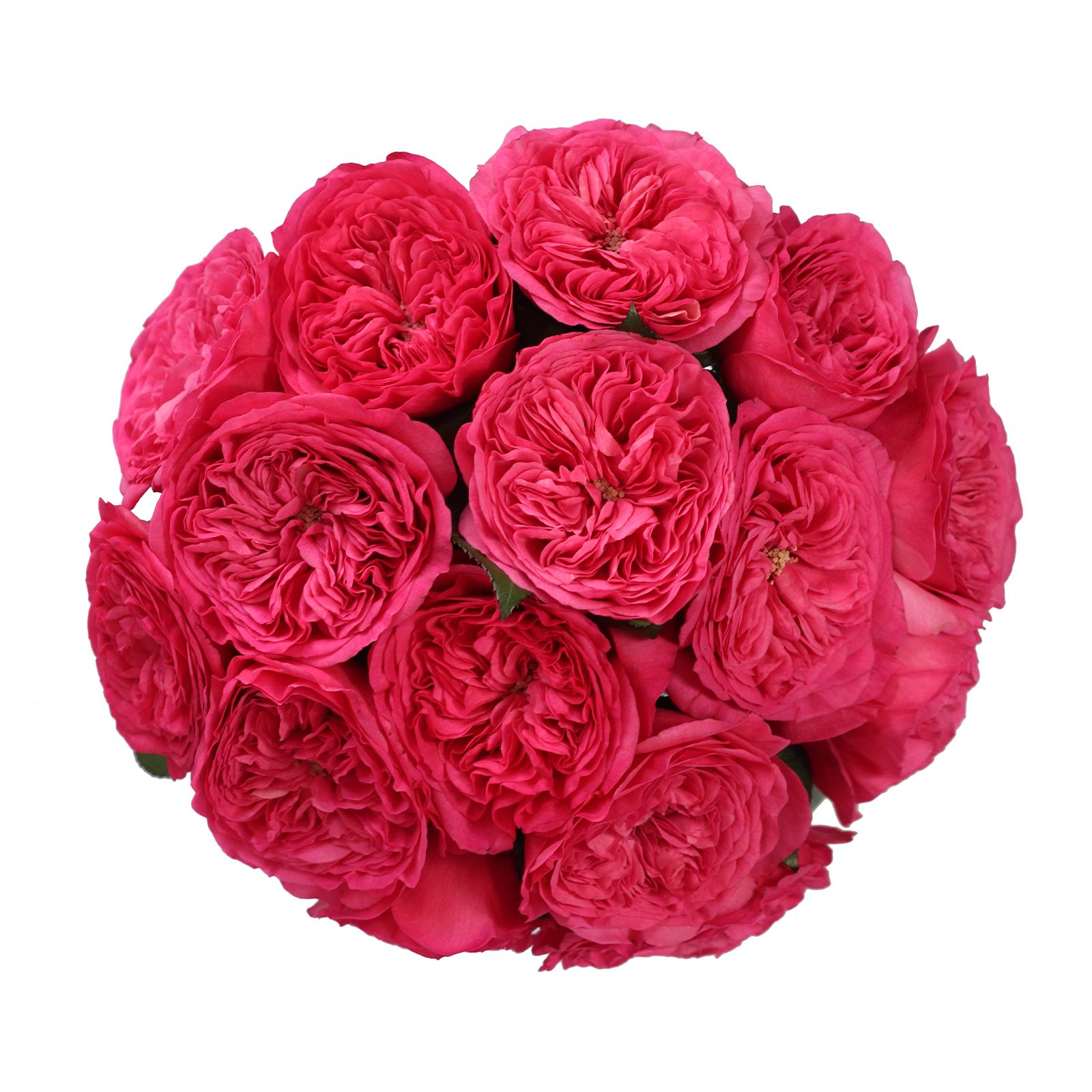 Hot Pink Garden Roses, 36 Stems