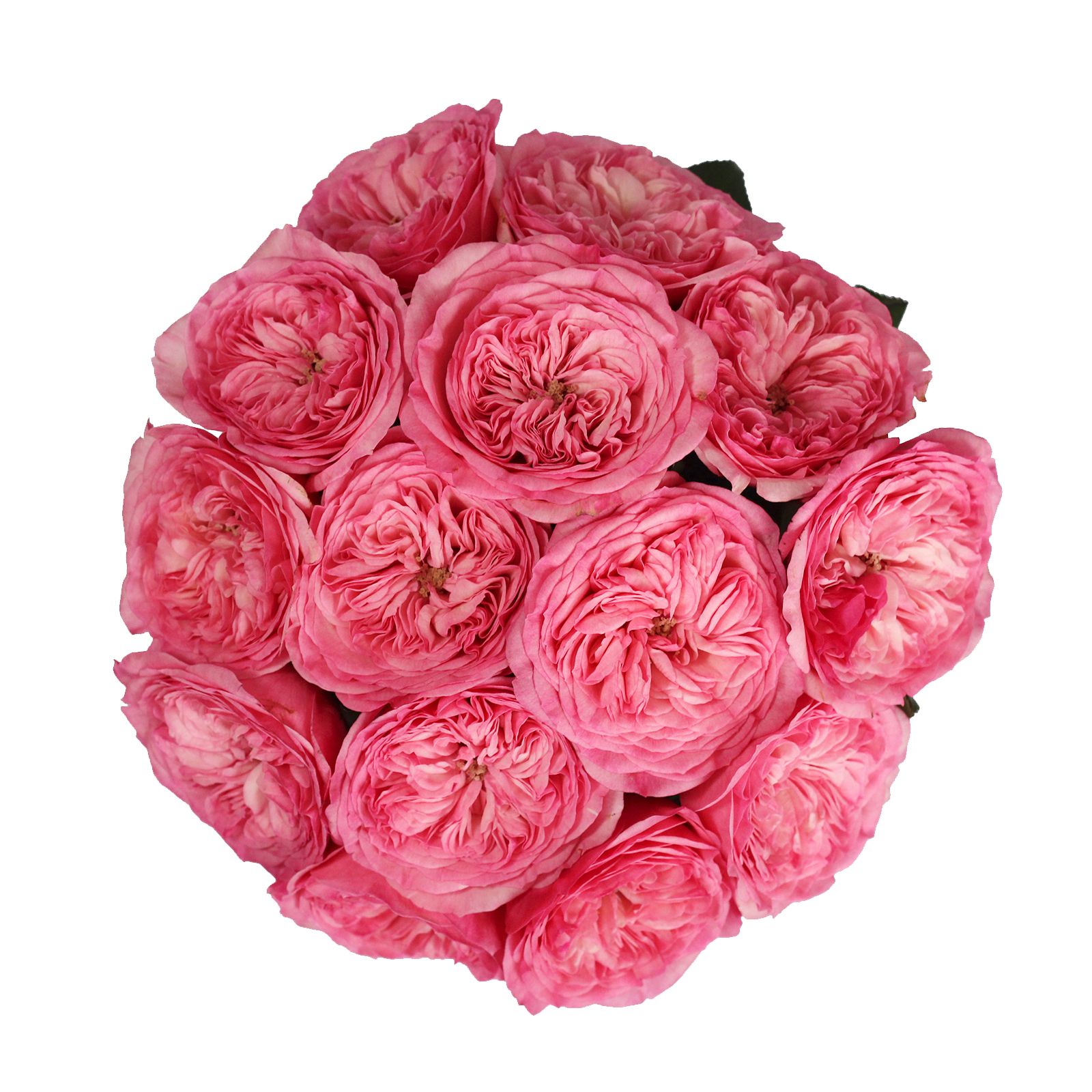 Juliet Garden Roses (40cm) (96 stems) $4.95 each — Las Vegas Flower Market