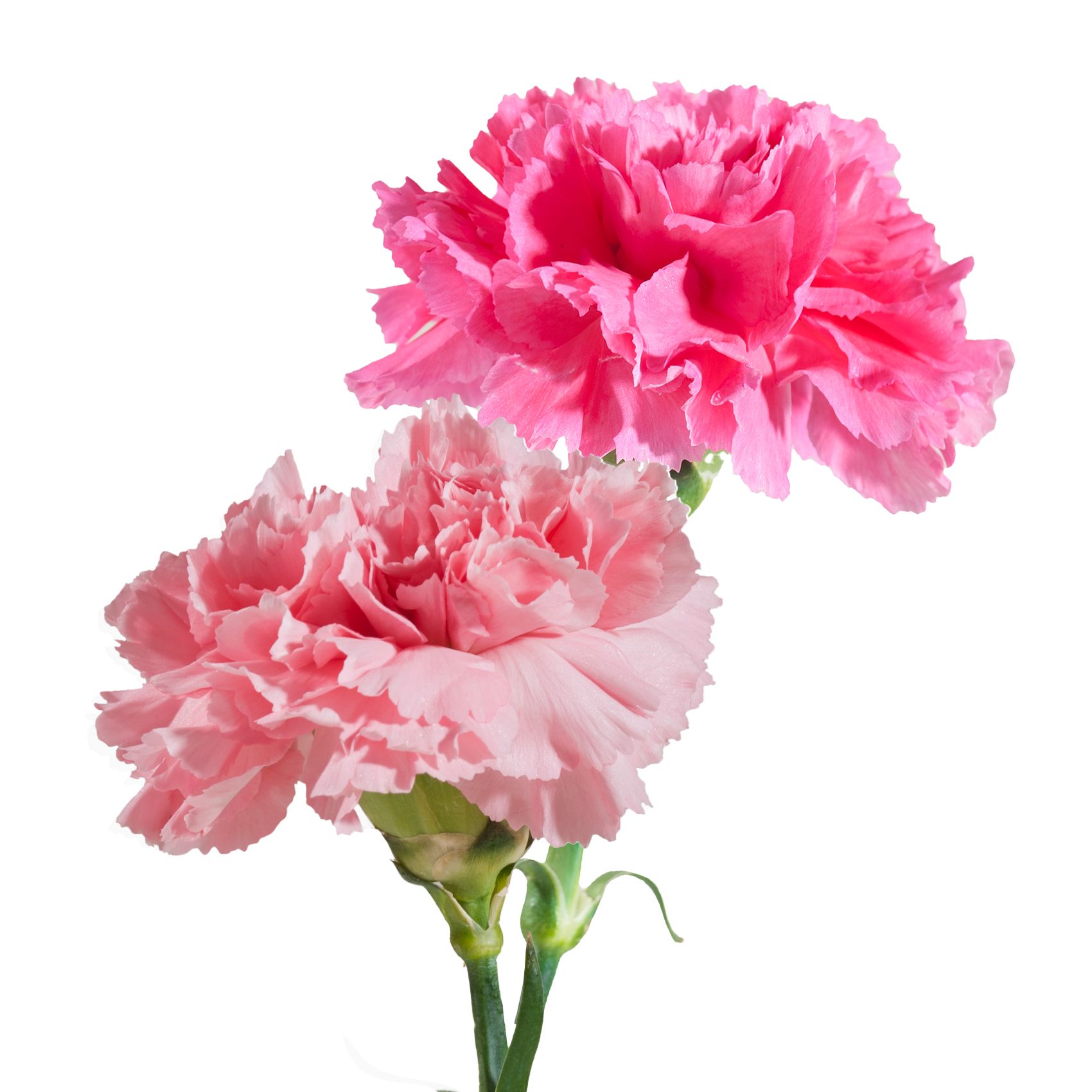 Pink Carnations - Farm Direct Fresh Cut Flowers - 100 Stems 