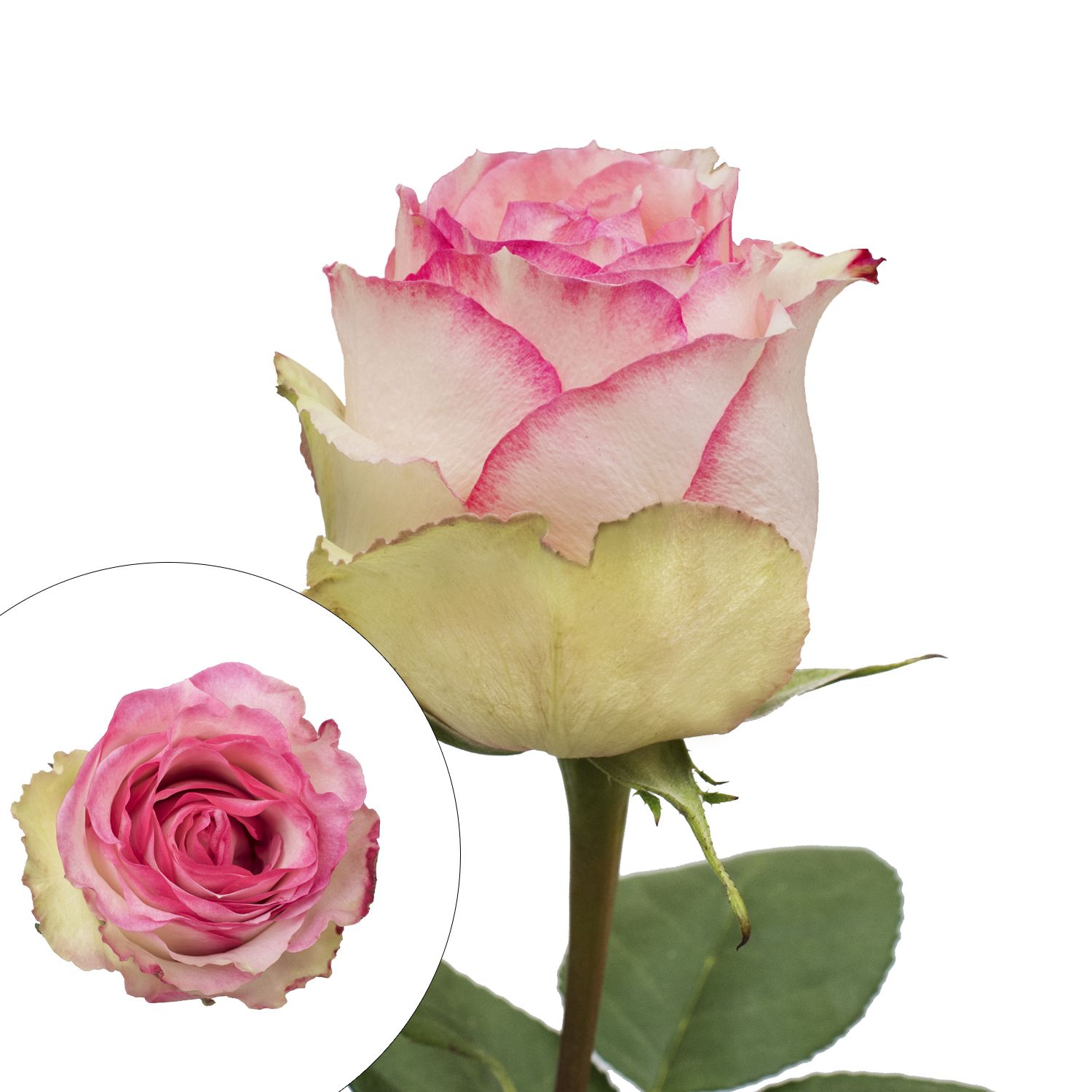 Bulk Flowers Fresh Bicolor White and Pink Roses - Yahoo Shopping