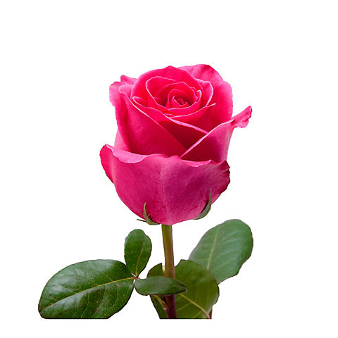 Rainforest Alliance Roses, 75 Stems - Hot Pink