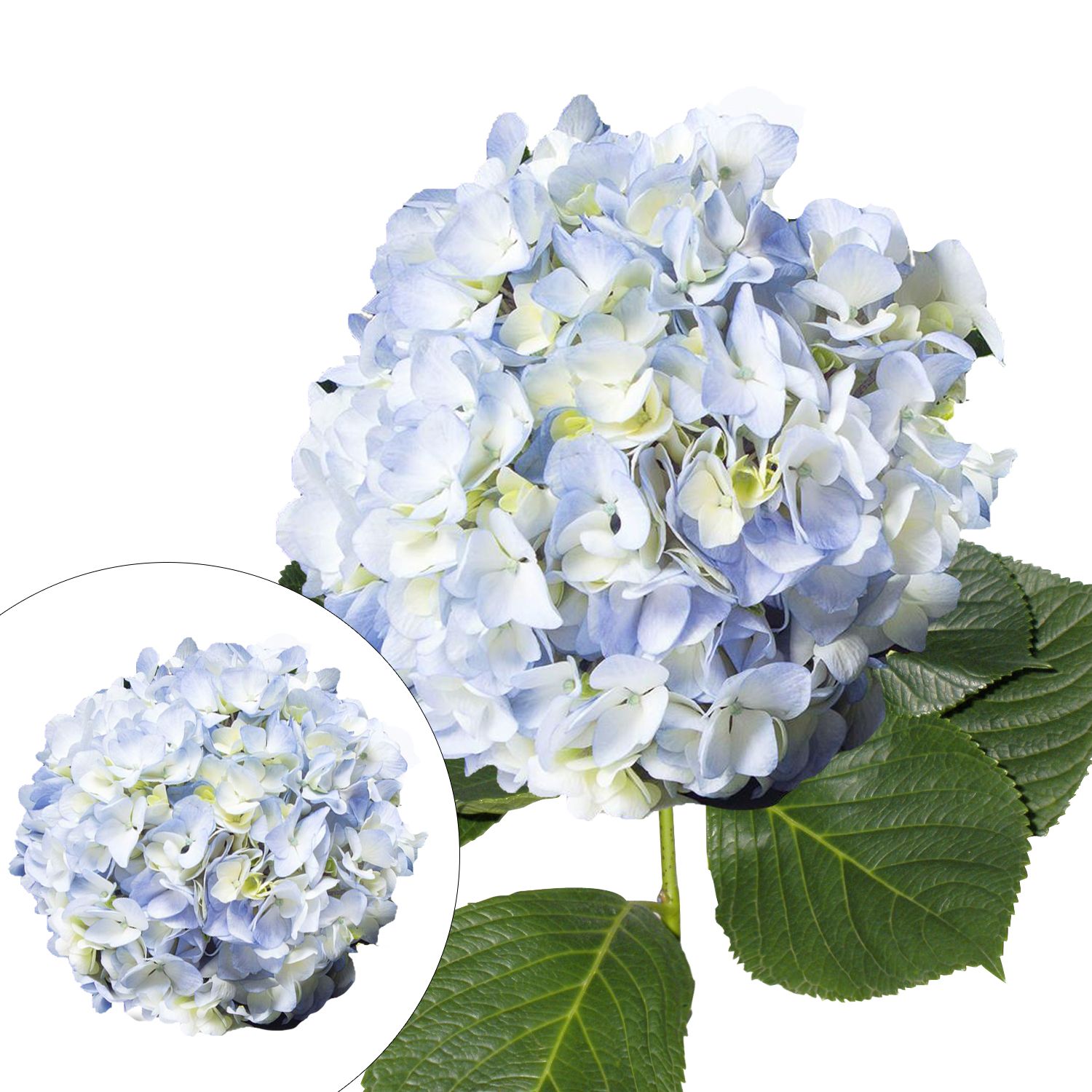 Jumbo Hydrangeas, 12 Stems - Blue