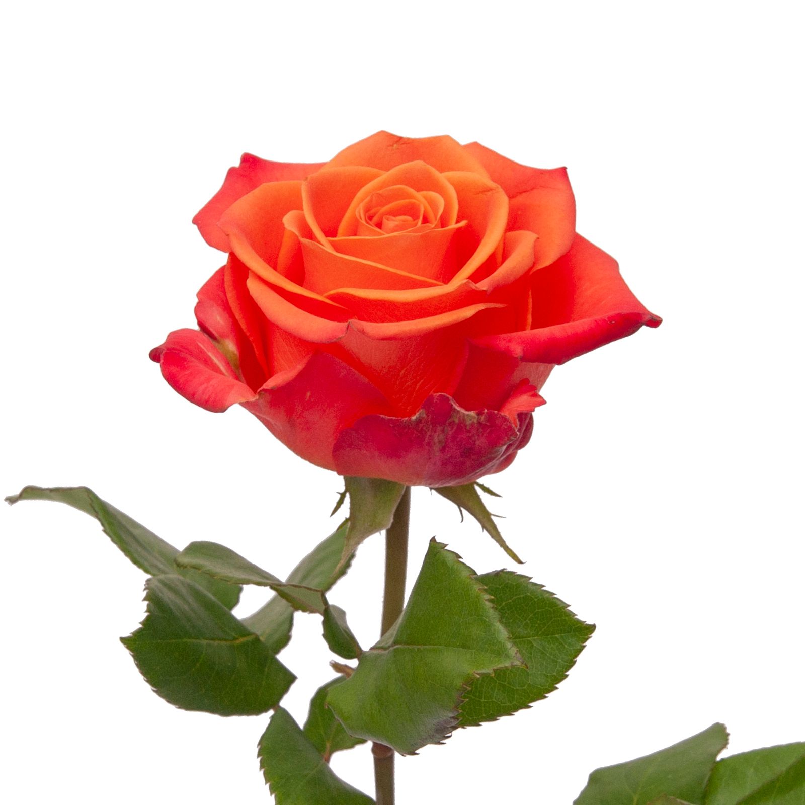 Buy Wholesale Twilight Light Orange Rose in Bulk - FiftyFlowers