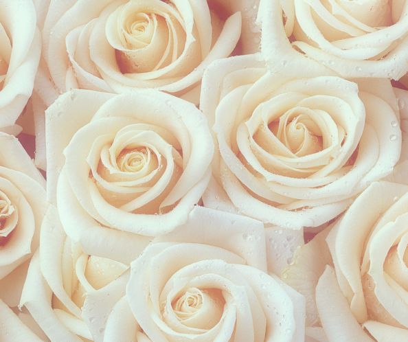 Shop Bulk Flowers