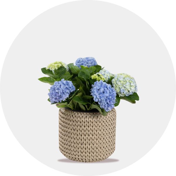 Pots & Planters