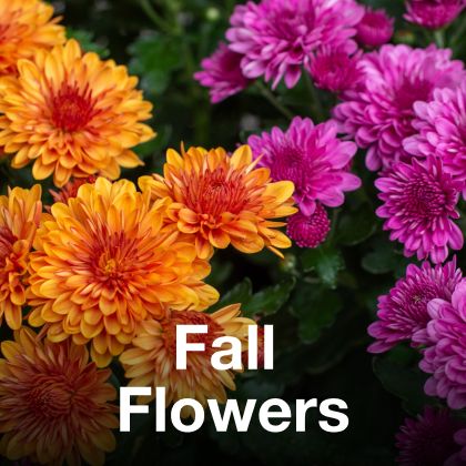 Fall Flowers