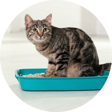 Wholesale cat outlet supplies