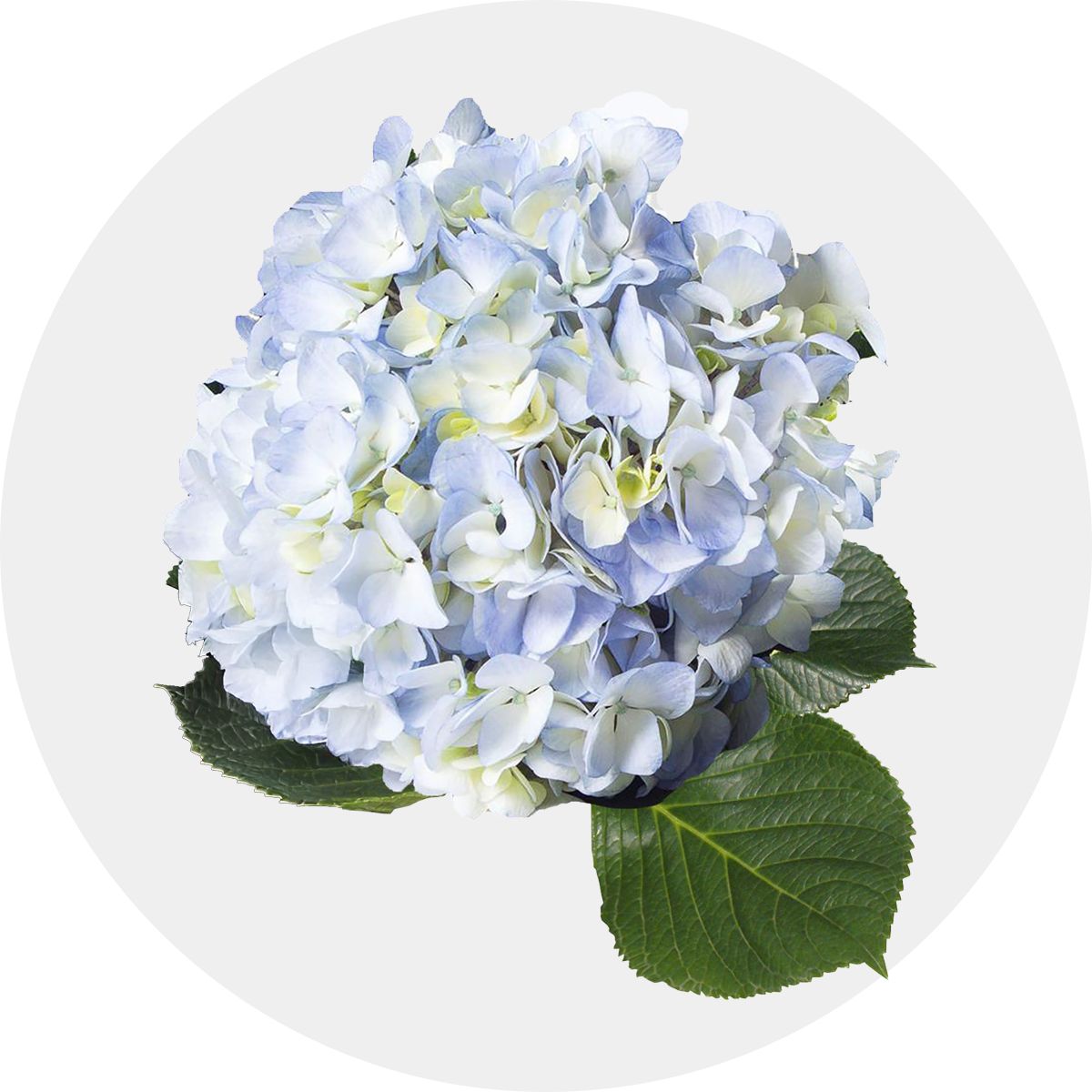 Hydrangeas