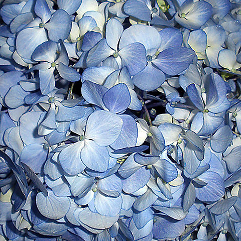 650-700 Blue Hydrangea Petals