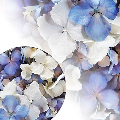 650-700 Hydrangea Petals - Blue/White Assorted