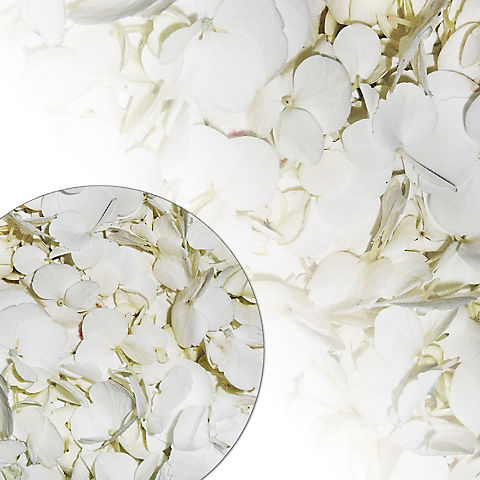 650-700 Hydrangea Petals - White
