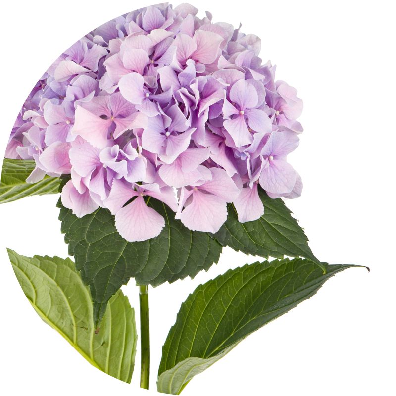 Affordable Flower Delivery, Order Flowers Online BJ's Wholesale Club