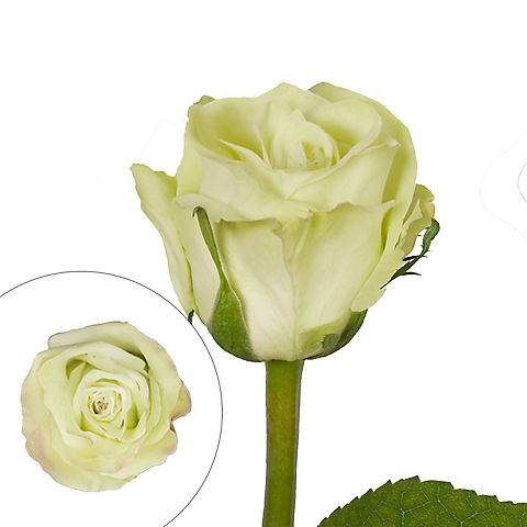 Rainforest Alliance Certified Roses - Green