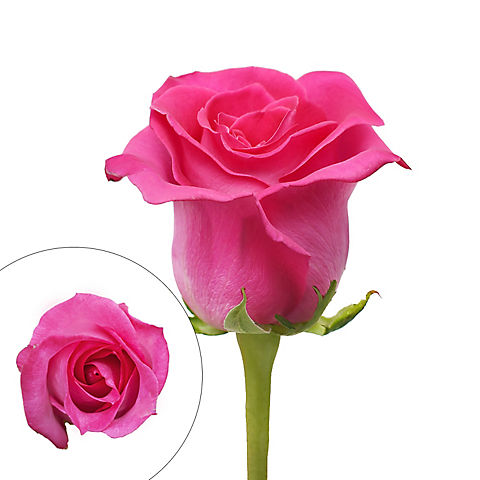 Rainforest Alliance Certified Roses - Hot Pink