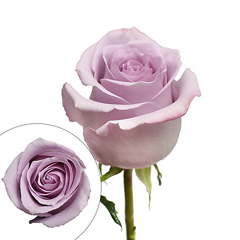 Rainforest Alliance Certified Roses - Lavender