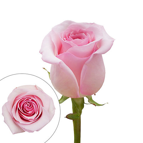 Rainforest Alliance Certified Roses - Light Pink